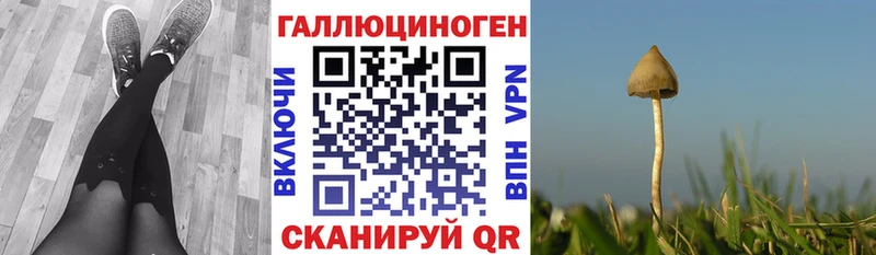 Псилоцибиновые грибы Cubensis Знаменск